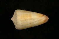 藏品(焦黃芋螺)的圖片